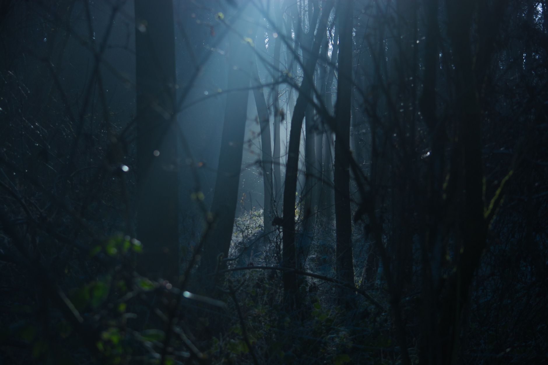 Explore the mystique of a foggy forest at dawn, with silhouettes and moody lighting.